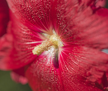 红色花朵的红色香草植物宏观木槿锦葵草本植物叶子花园花粉花瓣柱头图片