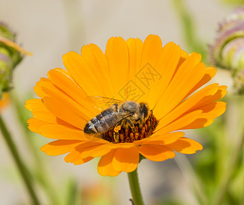 雏菊蜜蜂收集花粉 在黄色的菊花上花头花园宏观翅膀花卉草地植物群动物叶子动物群背景
