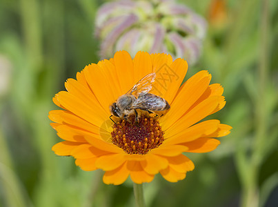 蜜蜂收集花粉 在黄色的菊花上花粉囊动物群花卉动物野生动物昆虫花瓣花园植物叶子图片