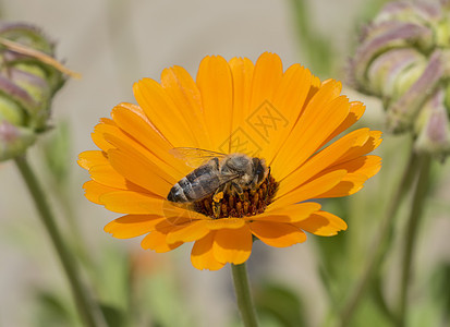 蜜蜂收集花粉 在黄色的菊花上叶子昆虫野花植物身体动物群花头植物群草地野生动物图片
