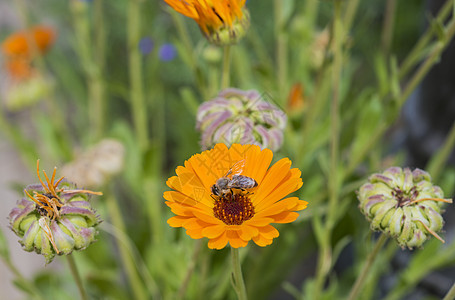 蜜蜂收集花粉 在黄色的菊花上花卉动物宏观花瓣动物群草地昆虫植物群野生动物叶子图片