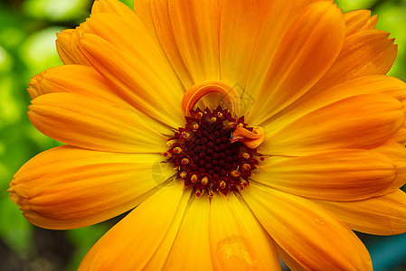 Calendula花 或以模糊绿色背景的英式马瑞格勒德语宏拍摄植物杯子阳光植物群花瓣草本植物植物学花园雏菊英语图片