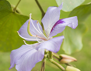 特写兰花树 紫色花图片