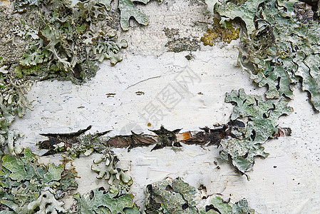 白桦树皮纹理与苔藓特写乡村木头木材植物日志环境墙纸微距森林性质图片