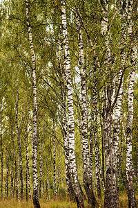 秋初的伯奇森林植物树干公园木头环境树林白色绿色场景叶子图片