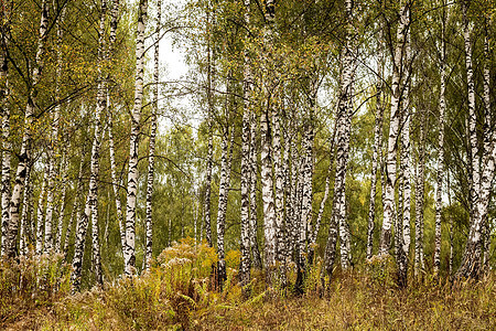 秋初的伯奇森林风景场景环境植物公园绿色木头树干季节白色图片