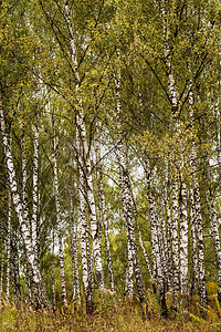 秋初的伯奇森林树干植物树林环境绿色木头公园场景季节叶子图片