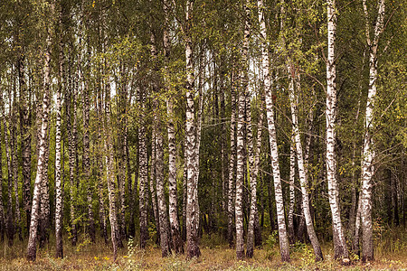 秋初的伯奇森林白色叶子绿色季节树林植物木头场景环境公园图片