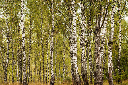 秋初的伯奇森林绿色木头树干风景白色树林环境公园场景季节图片