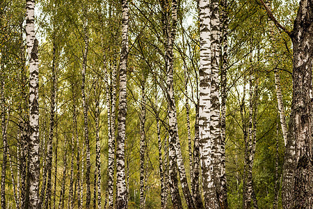 秋初的伯奇森林绿色植物白色场景木头叶子公园季节风景环境图片