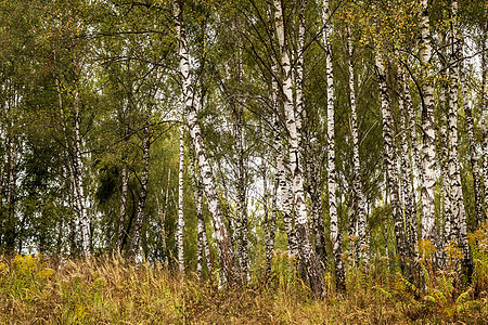 秋初的伯奇森林公园白色木头树林环境植物场景树干季节风景图片