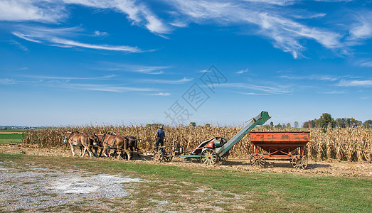 阿米什农民收割是玉米 一队马匹拉着天然气发动机发电的收割机植物车皮场地土地滚动农村收成森林天空谷仓图片