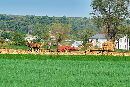 草地 人们在远处收集干草稻草收成草垛动物季节农场天空国家植物农业图片