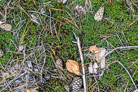 倒下的锥体和 mos 的纹理植物群苔藓针叶植物学生长季节植物生活松树宏观图片
