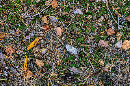 倒下的锥体和 mos 的纹理地面针叶松树植物叶子种子生长植物群苔藓季节图片