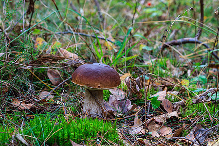 秋林的白蘑菇蔬菜苔藓菌类常委森林荒野熟食美食食物季节图片