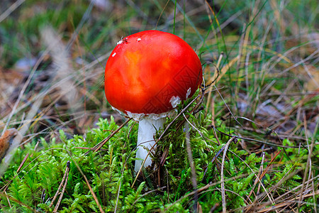 秋林中的红色红丽花 在阴云的一天荒野危险生物学森林苔藓木头生物伞菌生长叶子图片