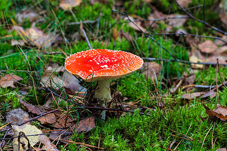 红色木头叶子生物学高清图片