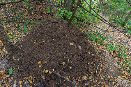 森林中的Anthil环境木头蚂蚁建筑昆虫团体社会植物宏观动物图片