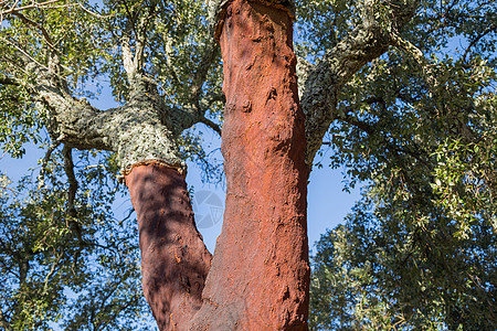 葡萄牙cork 橡木晴天树叶树干种植园旅行剥离树林环境软木木头图片