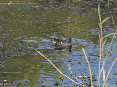 Moorhen 游过河沼泽地的草原图片