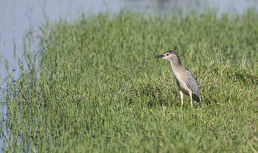 夜牧人站在河沼泽地的草原里观鸟反射湿地绿色夜鹭羽毛乡村沼泽动物群农村图片