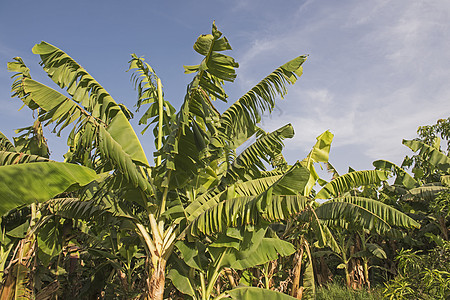 热带农庄种植园的香蕉植物乡村营养森林树叶花园草本植被蓝色果树农业图片