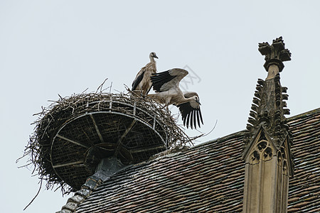 观鸟塔在科尔马的 铁塔顶上筑起石巢背景
