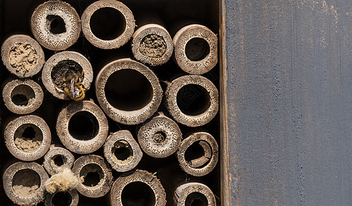 蜜蜂在蜜蜂家里存花粉图片