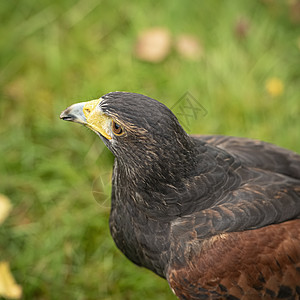哈里斯霍克被囚禁翅膀力量猎物食肉棕色荒野飞行单环鸟类黄色图片
