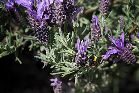 从法国拉凡德 Macro收集花粉的蜜蜂蜂蜜条纹熊蜂动物传粉者宏观植物场地花蜜紫色图片