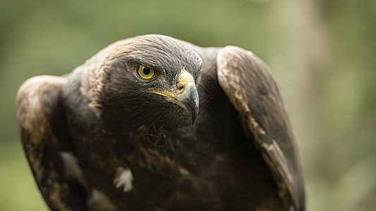 这只金鹰是育种和保护计划的一部分天空猎人打猎白色翅膀眼睛棕色捕食者黄色动物图片