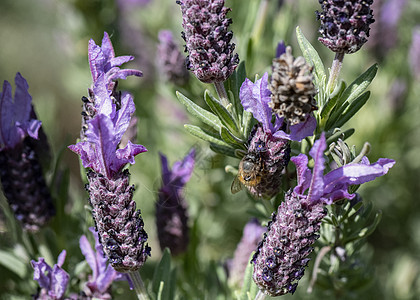 从法国拉凡德 Macro收集花粉的蜜蜂条纹植物蜂蜜动物传粉者场地花蜜花瓣熊蜂昆虫图片