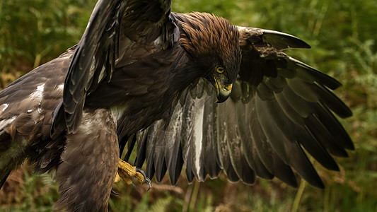 这只金鹰是育种和保护计划的一部分猎物动物野生动物打猎捕食者猎人白色濒危配种棕色图片