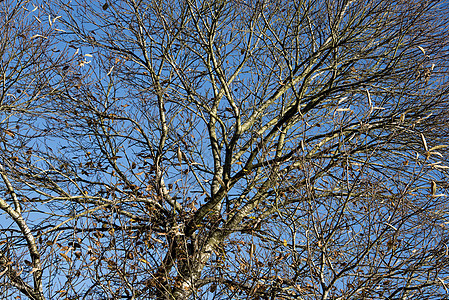 明秋清晨在英国国家公园举行植物阳光树木晴天太阳木头森林蓝色天空黄色图片
