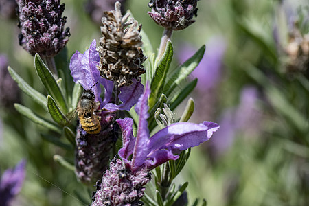 从法国拉凡德 Macro收集花粉的蜜蜂植物条纹紫色香气花园动物蓝色花蜜场地昆虫图片