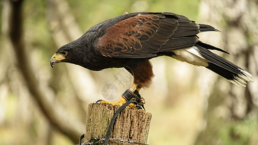 哈里斯霍克被囚禁航班野生动物棕色捕食者食肉动物天空猎物眼睛猎鹰图片