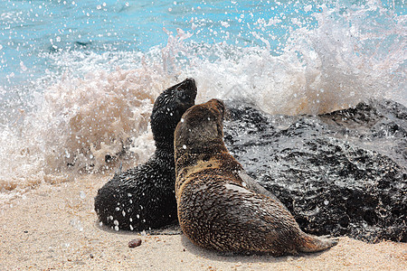 海豹幼崽加拉帕戈斯海狮幼崽在加拉帕戈斯群岛海滩沙滩上玩耍背景