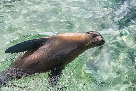 加拉帕戈斯群岛海洋游泳的加拉帕戈斯海狮图片
