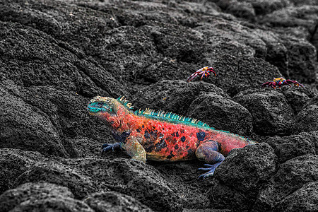 加拉帕戈斯群岛埃斯帕诺拉岛上的圣诞鬣蜥 - 海鬣蜥图片