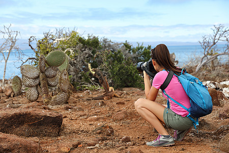 加拉帕戈斯(Galapagos)旅游者拍摄北西摩Iguana陆地食用厂的照片图片