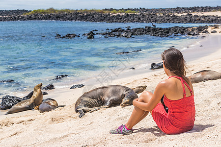 加拉帕戈斯的观光游客 享受着加拉帕戈斯海狮座海狮动物群野生动物女士女性荒野海豹岛屿动物海滩图片