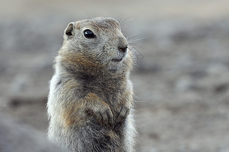 北极地面松鼠的肖像 松鼠家族中等大小鼠类动物群怪异的野生动物图片
