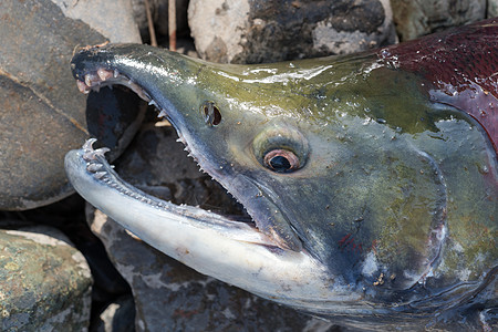 太平洋鲑鱼红色 近距离观察鱼的鼻子喷口水高清图片