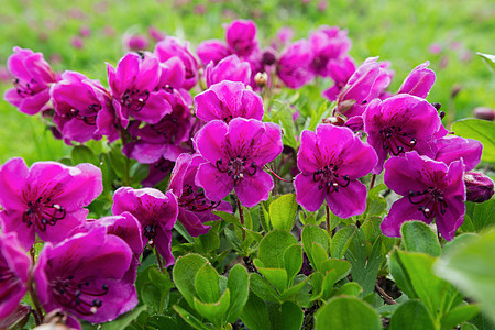 紫紫色花朵罗多登登伦图片