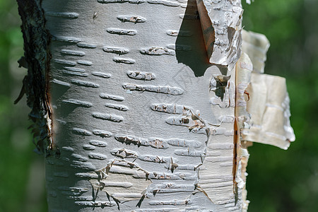 晴天夏季特写背景下桦树树干的碎片图片