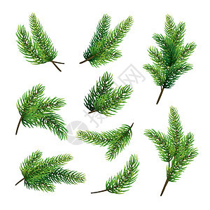 在白色背景上隔离的一组冷杉树枝 圣诞树针叶问候语装饰松树植物卡片庆典艺术风格礼物图片