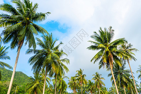 热带雨林中的棕榈树 热带和温暖的象征物以及植物群植物植被公园阳光森林椰子假期生长蓝色图片