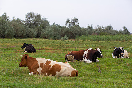 农村牛在绿草地上放牧 农村生活 动物 农业国家奶制品牧场土地牛奶牛肉天空草本植物农田农场哺乳动物图片
