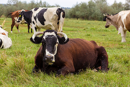 农村牛在绿草地上放牧 农村生活 动物 农业国家草原牧场奶制品农田村庄家畜农场牛肉小牛牛奶图片